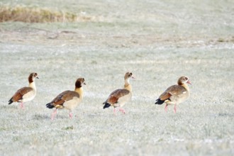 Nile geese in a field in winter, Germany