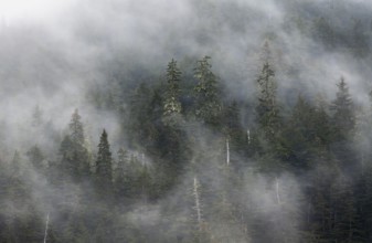 Dense forest on mountain slopes, mystical fog sweeping through the forest, Kenai Fjords National