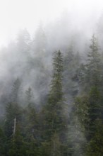 Dense forest on mountain slopes, mystical fog sweeping through the forest, Kenai Fjords National