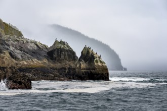 Rocky coast with birds, coastal landscape, Kenai Fjords National Park, Kenai Peninsula, Alaska, USA