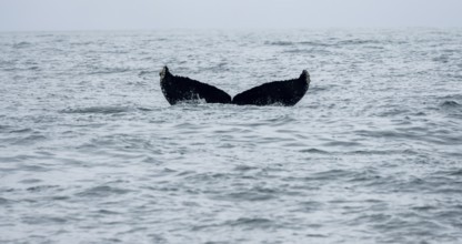 Killer whale (Orcinus orca), Orca dorsal fin diving, Resurrection Bay, Kenai Fjords National Park,