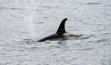 Killer whale (Orcinus orca), Orca dorsal fin in the sea, Resurrection Bay, Kenai Fjords National