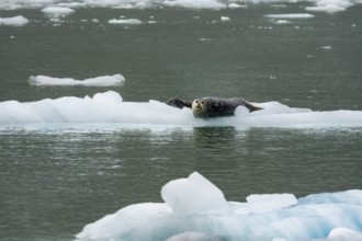 Harbour seal (Phoca vitulina) lying on an ice floe in Northwestern Fjord, Kenai Fjords National