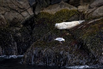 Harbour seal (Phoca vitulina) lying on rocks on the coast, Kenai Fjords National Park, Kenai