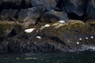 Harbour seals (Phoca vitulina) lying on rocks on the coast, Kenai Fjords National Park, Kenai