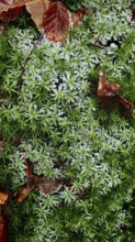 Green forest floor with moss (musco) and fallen leaves, autumnal atmosphere, Franconian Forest