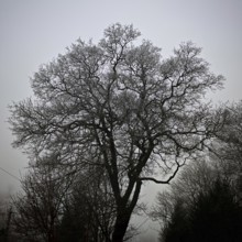 Black and white silhouette of a bare tree against a calm sky, Frankenwald nature park Park