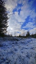 Wintery forest landscape with snow-covered ground and bright blue sky, Franconian Forest nature