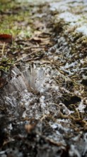 Ice structures grow in threads from the ground on snow and soil at close range, Frankenwald nature