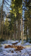 An open area in the forest with a mixture of snow and earth, forest floor churned up by wild boar