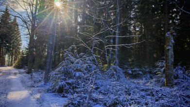A forest trail with snow and sun rays shining through the trees, Franconian Forest nature park Park