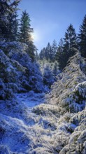 Snowy forest landscape with sunlight shining through the branches, Frankenwald nature park Park