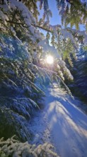 A snowy path illuminated by sunlight, surrounded by fir trees, Franconian Forest nature park Park
