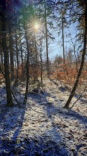 Snow-covered forest floor with shade and sun rays, Franconian Forest nature park Park