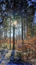 Quiet snowy forest with sunbeams through trees (picea), Franconian Forest nature park Park