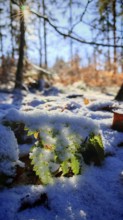 Sunlight on snow-covered ground and leaves in the forest, Frankenwald nature park Park
