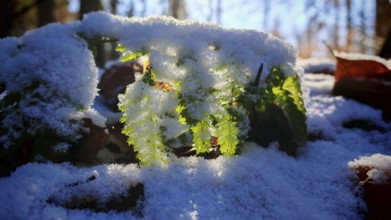 Green leaf under a layer of snow with brilliant light from above, Franconian Forest nature park
