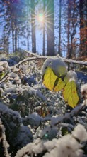 Snowy leaves in the foreground with sunlight in the background, Frankenwald nature park Park