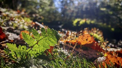 Green leaf of a fern (far) and autumn leaves illuminated by sunbeams in the forest, Franconian