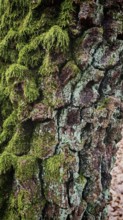 Close-up of moss-covered tree bark with detailed texture, Frankenwald nature park Park