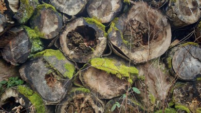 Stacked tree trunks covered with moss, natural and organic structures, Franconian Forest nature