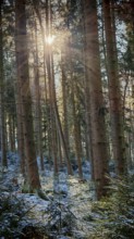 Sunlight streams through tall trees in a quiet forest with spruce trees (picea), Franconian Forest
