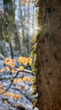 Close-up of a moss-covered tree trunk illuminated by sunbeams, Frankenwald nature park Park