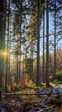 Sunset in the forest, long shadows and golden light between tall trees, Franconian Forest nature