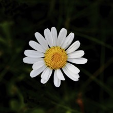 Daisy (Leucanthemum vulgare), flower in a meadow, close-up, macro, Wilnsdorf, North