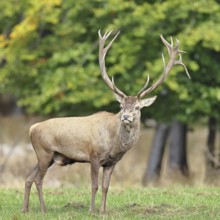 Red deer (Cervus elaphus) during the rutting season, capital stag in a forest clearing, wildlife,