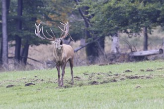 Red deer (Cervus elaphus) during the rutting season, a large stag roaring in a forest clearing,