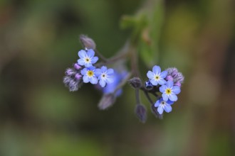 Field forget-me-not, field forget-me-not (Myosotis arvensis), tiny flowers, on a wild field,