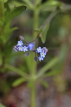 Field forget-me-not, field forget-me-not (Myosotis arvensis), tiny flowers, on a wild field,