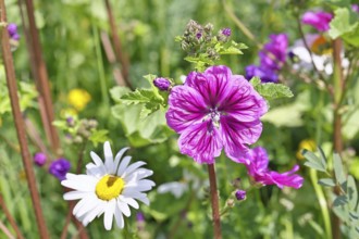 Common mallow (Malva sylvestris), flower in a meadow, medicinal plant, aromatic plant, medicinal