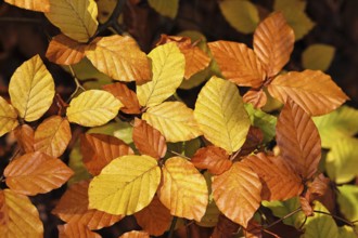 Beech leaves (Fagus), beech leaves with autumn colouring, Wilnsdorf, North Rhine-Westphalia,