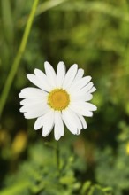 Daisy (Leucanthemum vulgare), flower in a meadow, close-up, macro, Wilnsdorf, North