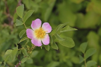 Dog rose (Rosa canina), dog rose, flower, North Rhine-Westphalia, Germany