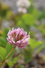 Pink clover (Trifolium repens), flower, Wilnsdorf, North Rhine-Westphalia, Germany