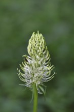 Spiked rampion (Phyteuma spicatum), greenish-white flowers in a forest clearing, Wilnsdorf, North