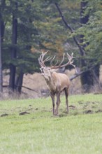 Red deer (Cervus elaphus) during the rutting season, a large stag roaring in a forest clearing,
