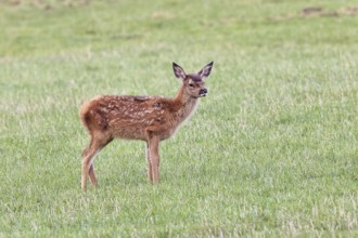 Red deer (Cervus elaphus) young calf in a forest clearing, wildlife, Sauerland, North