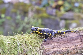 Fire salamander (Salamandra salamandra), running over mossy forest floor, wildlife, looking into