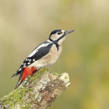 Great spotted woodpecker (Dendrocopos major), female, foraging on a tree stump overgrown with moss