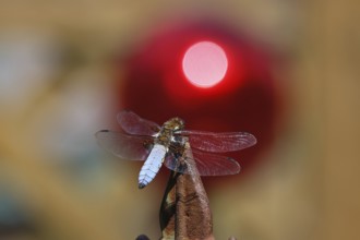 Flat-bellied dragonfly (Libellula depressa), male sitting on a fence top in the garden, sunset,