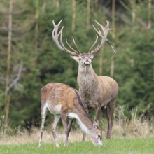 Red deer (Cervus elaphus) in rutting season, capital stag with doe in a forest clearing, wildlife,