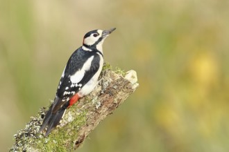 Great spotted woodpecker (Dendrocopos major) male, sitting on a tree trunk, North Rhine-Westphalia,