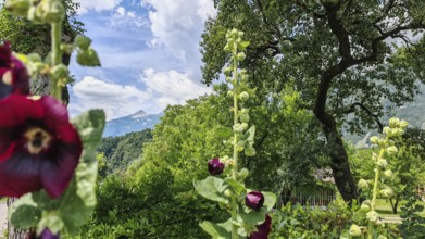 Flowers in the foreground with a natural backdrop of mountains and blue sky, Soca Valley, Slovenia