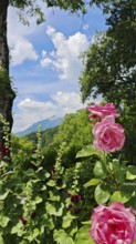 Rose blossoms (rosis) in the foreground against a backdrop of mountains and blue sky with clouds,