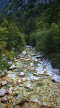 A clear mountain river flows through a green forest full of rocks and trees, Soca Valley, Slovenia