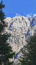 Rocky landscape with pine (pinus) in the foreground under a blue sky, Slovenia